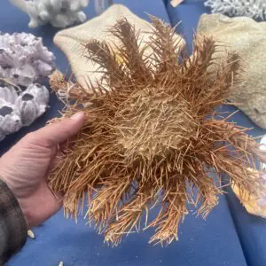 A person holding a Crown of Thorns Sea Star on a table.