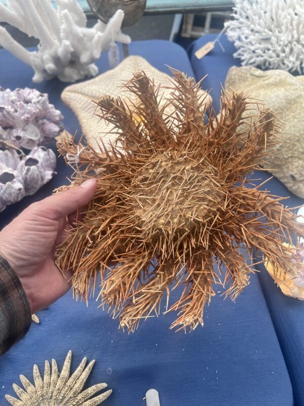 A person holding a Crown of Thorns Sea Star on a table.