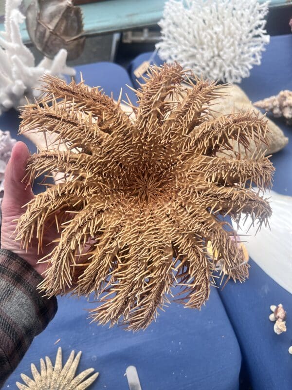 A person is holding a Crown of Thorns Sea Star on a table.